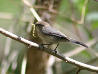 wrentit03-800.jpg