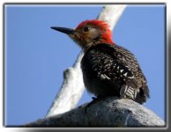 r b woodpecker 1a.jpg