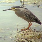 littleheron8.jpg