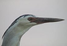 Heron-id2.jpg