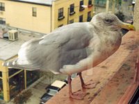 Glaucous-winged Gull.jpg