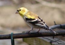 amgoldfinch.jpg