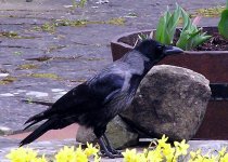 hooded-crow.jpg