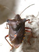 shield_bug_8aug04_420.jpg