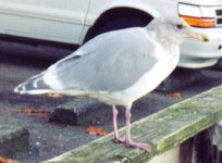 Gull.jpg