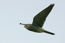 Fat-Kestrel.jpg