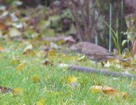 PB050314thrush.jpg