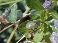 copy of gorse shieldbug.jpg