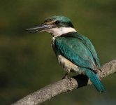 sacred kingfisher.adj#4D642.jpg