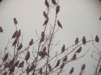 Waxwings 1a.jpg