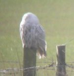 snowy owl 042.jpg