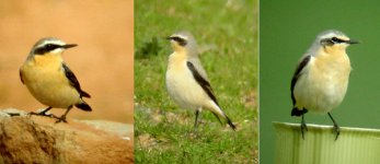 3 wheatears 170404.jpg