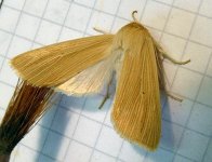 common wainscot1a.jpg