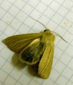 4Aug smoky wainscot.jpg