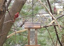 cardinalhousefinch.JPG