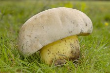 Boletus albidus.jpg