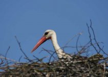 WhiteStork-thumb.jpg