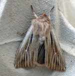 shoulder-striped wainscot1a.jpg