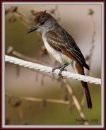 5293Flycatcher.jpg