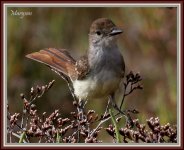 5288Flycatcher.jpg