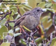 Himalayan Rubythroat 2.jpg