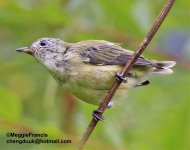 fire-breasted Flowerpecker 1.jpg