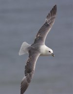 fulmar8x6.jpg