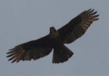 falcon id.jpg
