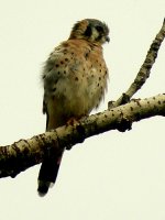 American-Kestrel.jpg