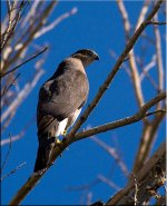 Unknown-Hawk1-Oct-13-09.jpg