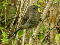 Grey-Catbird.jpg