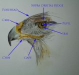 Hawk head one.jpg