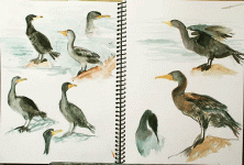 double-crested-cormorant-sketches-sm.gif