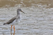 redshank1.jpg