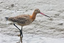 blackwit1.jpg