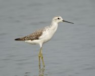 marsh sandpiper G1 om50.2 sw20x c_1610152.jpg