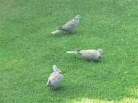 DS c dove3 on grass 290809 .jpg