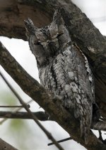 African Scops Owl 1, Nkhoro Lodge, Kruger National Park.jpg