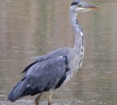 Heron 40D.JPG