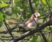 Spot-breasted Parrotbill.jpg