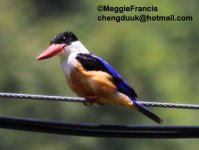 black capped kingfisher.jpg