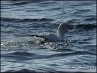 IrishSeaPelagic Sep09 007.JPG