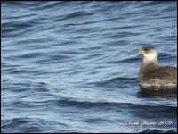 IrishSeaPelagic Sep09 017.JPG