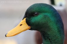 mallard_0104.jpg