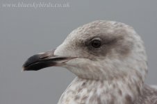 herringgull_0146.jpg