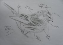 Meally Redpoll pencil.jpg