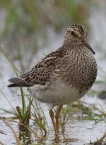 090820 Pectoral Sandpiper 003websizeBF.jpg