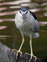 bc night heron G1 sw25x olym50.2 iso320 c_1590076.jpg