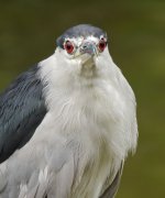 bc night heron G1 olym50.2 iso800 c _1590360.jpg