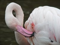 flamingo groom G1 sw25x olym50.2 iso640_1590184.jpg